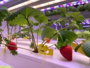 India LED Grow Lights For Strawberry