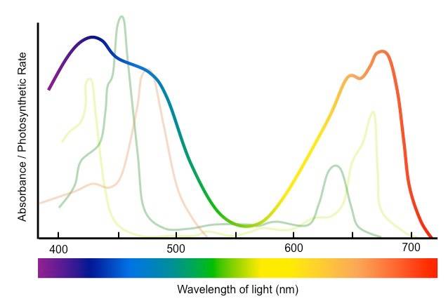 Plant Light Spectrum: Understanding the Key to Successful Indoor Horticulture