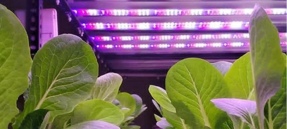 india hydroponics grow lights 2