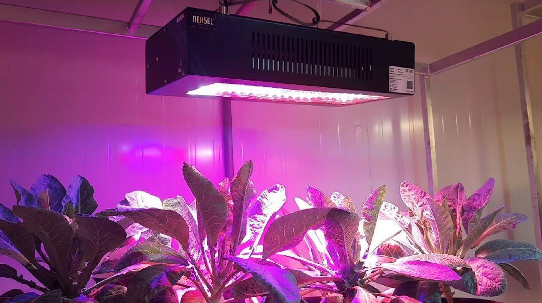 Leading LED Plant Grow Lights & Hydroponics Solution Provider in India