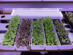 india Grow Lights For Leafy Vegetables 2