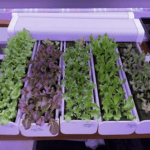 india Grow Lights For Leafy Vegetables