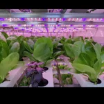 hydroponic farms