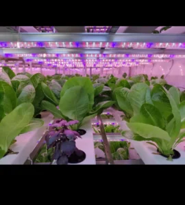 hydroponic farms