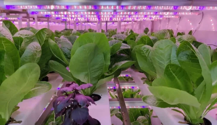 hydroponic farms