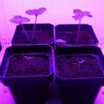 Optimizing Light for Fruiting Plants