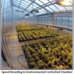 speed breeding