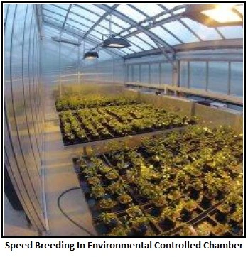 Speed Breeding for Crop Improvement