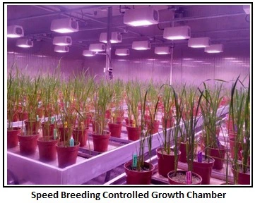 Speed Breeding for Crop Improvement