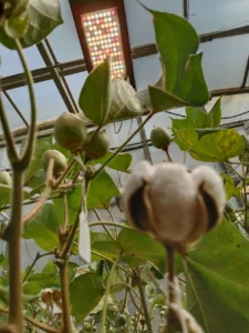 Accelerating Cotton Breeding through Speed Breeding Techniques