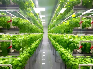 indoor farming