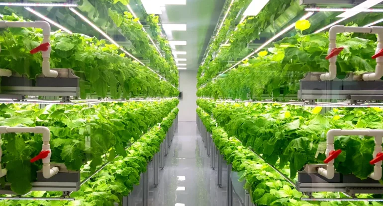 indoor farming