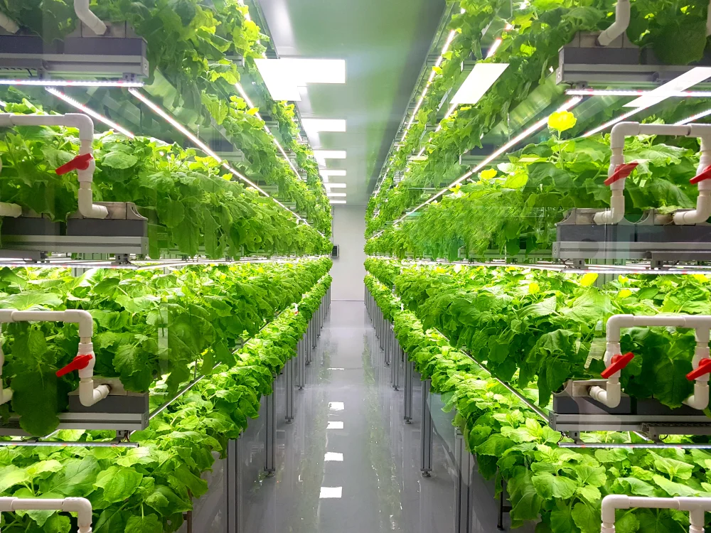 indoor farming