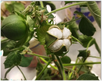 Accelerating Cotton Breeding through Speed Breeding Techniques