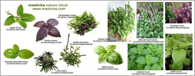 Basil5