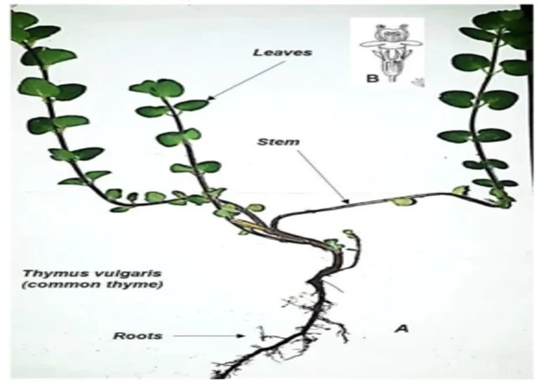 Thymus vulgaris 3