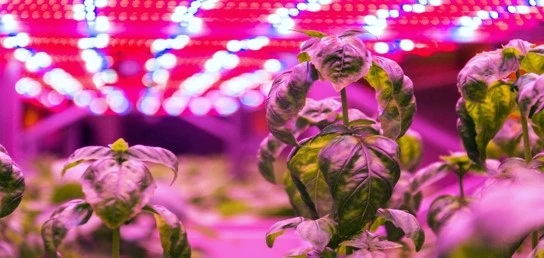 The Influence of Artificial Lighting on Basil’s Bioactive Compounds: Implications for Agriculture and Medicine