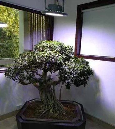 bonsai