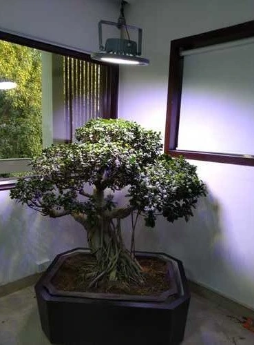 Artificial Lighting For Bonsai Growth