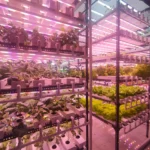 Vegetable Production Using Hydroponics