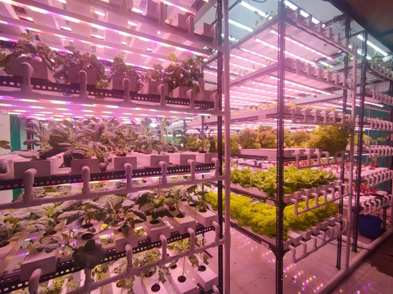 Vegetable Production Using Hydroponics