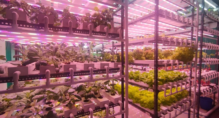 Vegetable Production Using Hydroponics