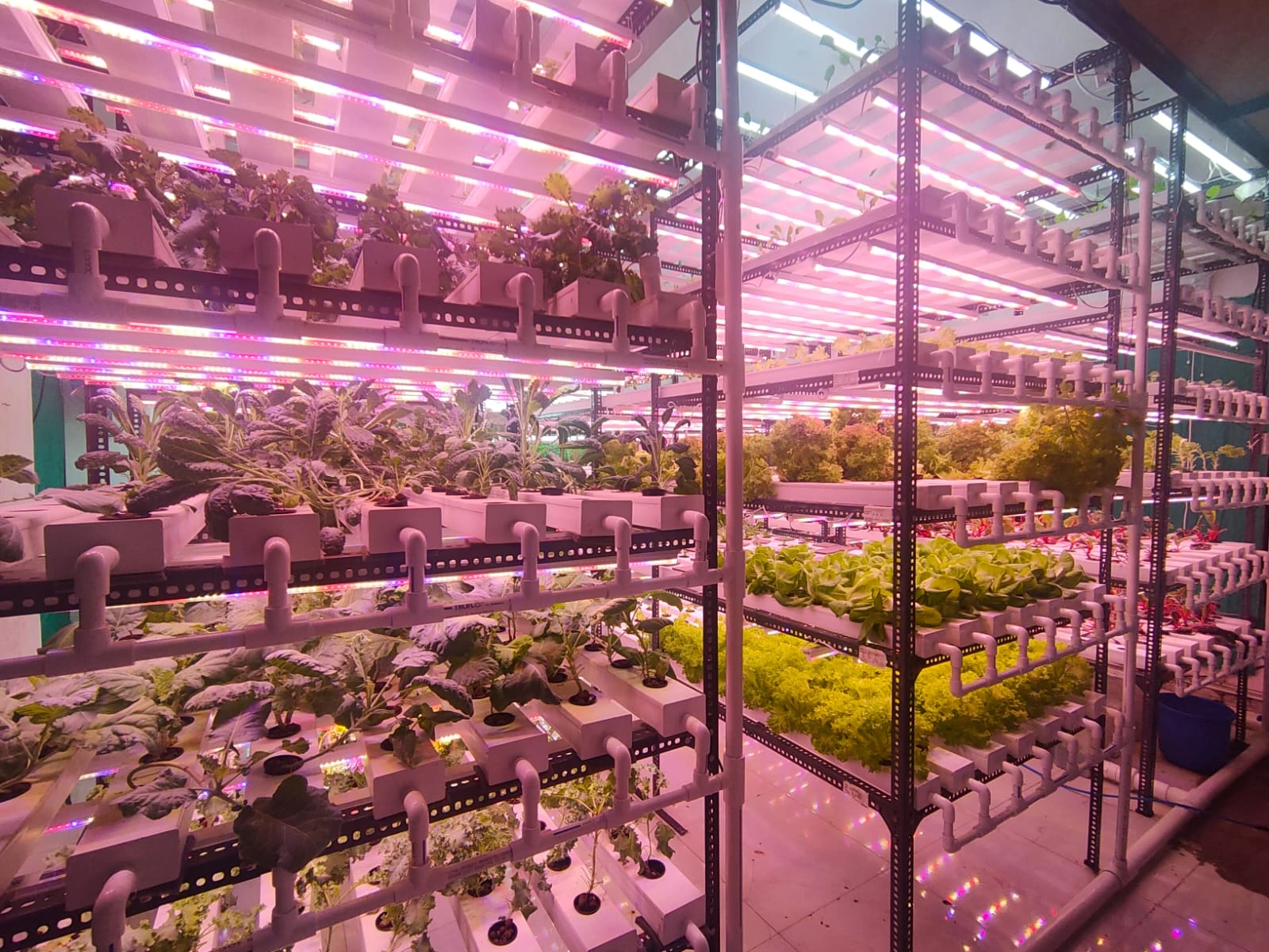 Vegetable Production Using Indoor Hydroponics System