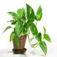 Low Light Indoor House Plants: Effects, Light Impact, and Maintenance Tips for GULF countries 7