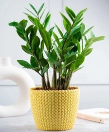 Low Light Indoor House Plants: Effects, Light Impact, and Maintenance Tips for GULF countries 6