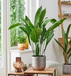 Low Light Indoor House Plants: Effects, Light Impact, and Maintenance Tips for GULF countries 3