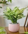 Low Light Indoor House Plants: Effects, Light Impact, and Maintenance Tips for GULF countries 4