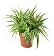 Low Light Indoor House Plants: Effects, Light Impact, and Maintenance Tips for GULF countries 2