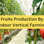 Fruits Production By Indoor Vertical Farming