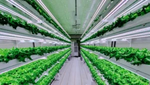 Hydroponics with LED lights in UAE 2