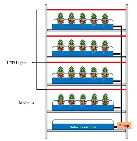 Hydroponics with LED lights in UAE