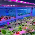 Full Spectrum Grow Light for Indoor Strawberries 3