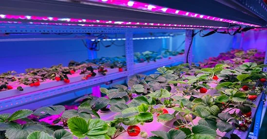 The Science of Photoperiod Manipulation in Speed Breeding Using Grow Lights