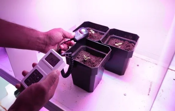 Plant Light Intensity Measurement: Understanding Light for Optimal Growth