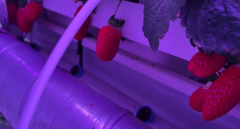 Full Spectrum Grow Light for Indoor Strawberries