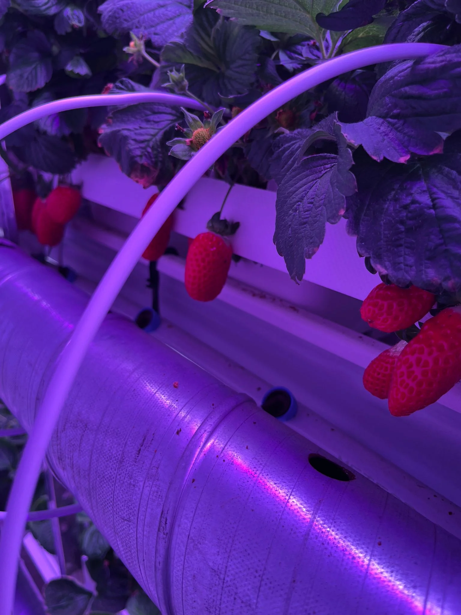 Full Spectrum Grow Light for Indoor Strawberries