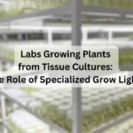 Labs-Growing-Plants-from-Tissue-Cultures-The-Role-of-Specialized-Grow-Lights