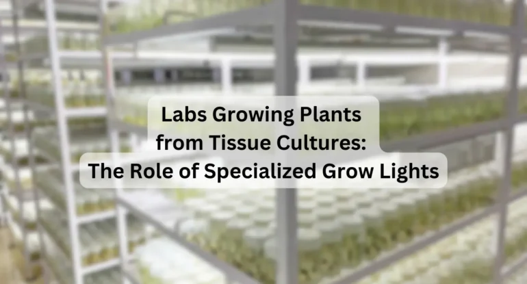 Labs-Growing-Plants-from-Tissue-Cultures-The-Role-of-Specialized-Grow-Lights