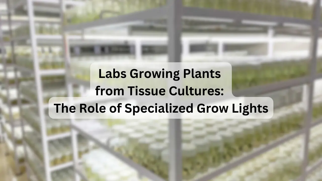 Labs Growing Plants from Tissue Cultures: The Role of Specialized Grow Lights