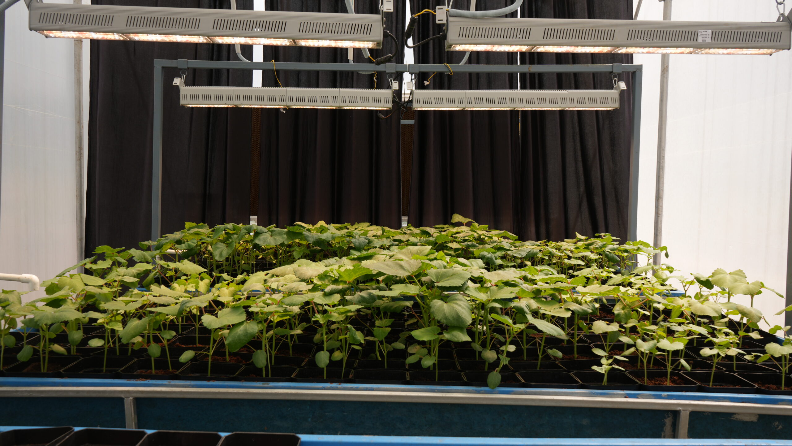 leafy vegetables Grow light