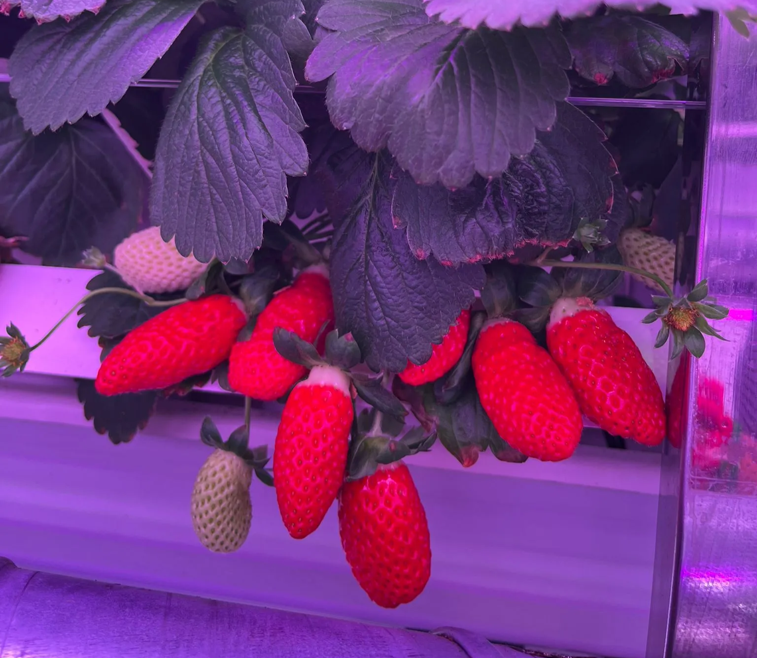 Strawberry Grow light