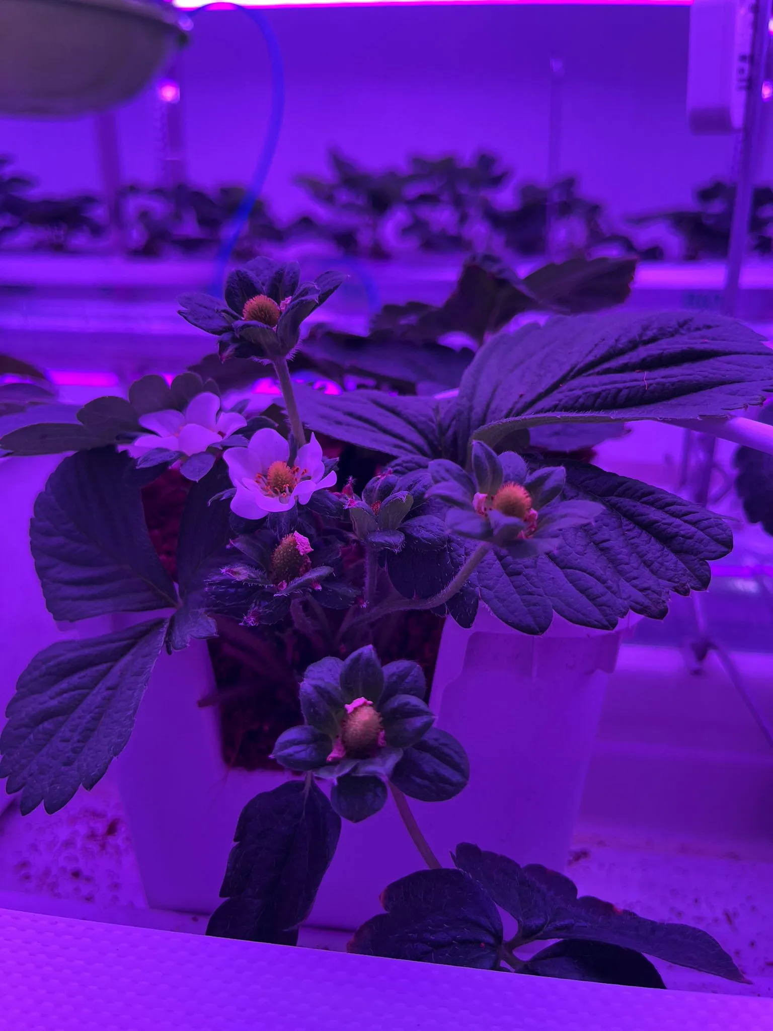 Optimized Lighting for Strawberries: Key to Higher Yield & Quality